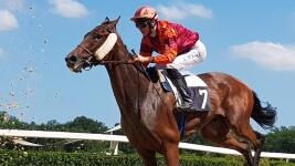 kůň jockey-3628971 1280